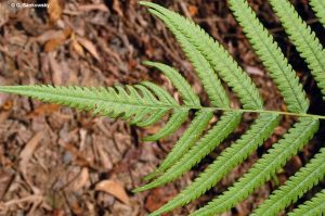 Chingia Australis Frond © G. Sankowsky