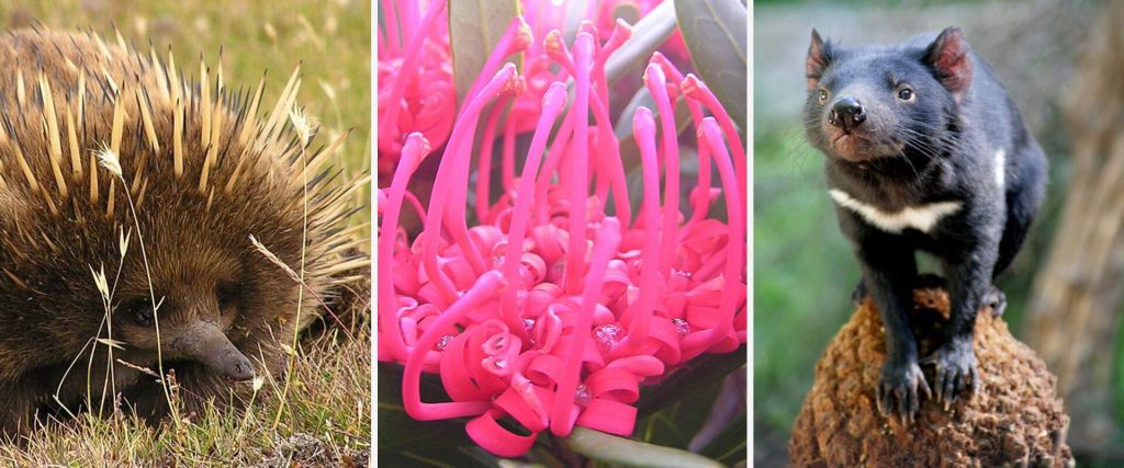 Echidna, Waratah and Tasmanian Devil