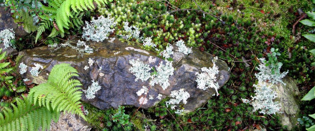 Flora on the forest floor at 'Forest Lodge', Tasmania