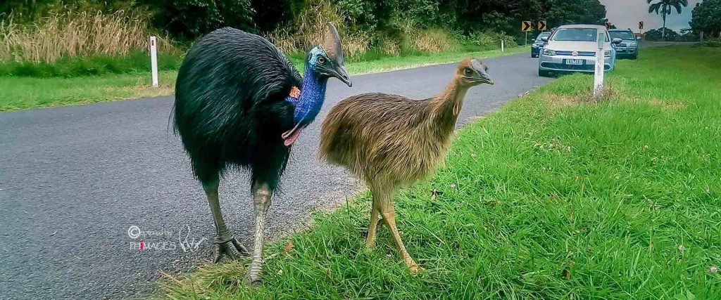 Southern Cassowary and young crossing a road in the Wet Tropics.