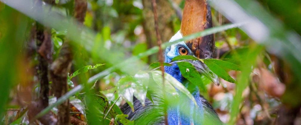 Southern Cassowary in dense tropical rainforest