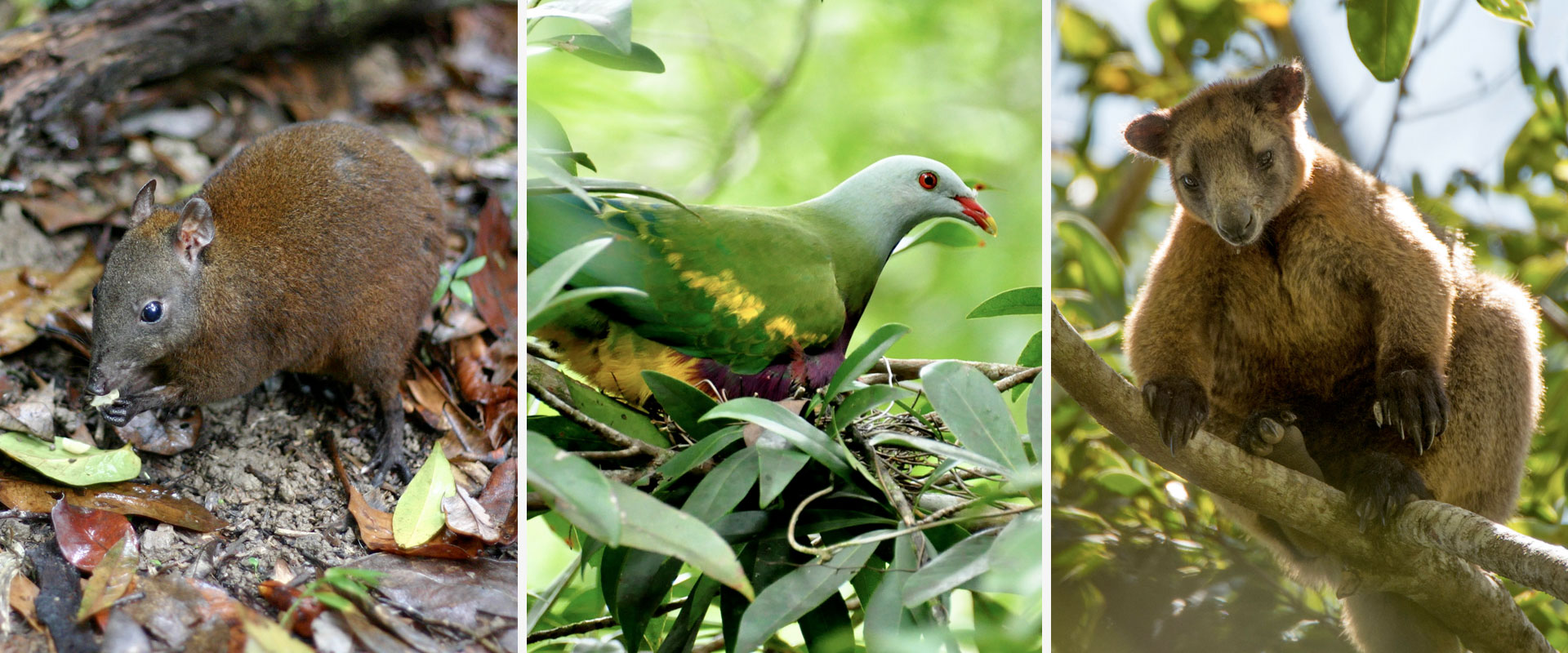 Musky Rat Kangaroo, Wompoo Fruit Dove and Bennett's Tree Kangaroo