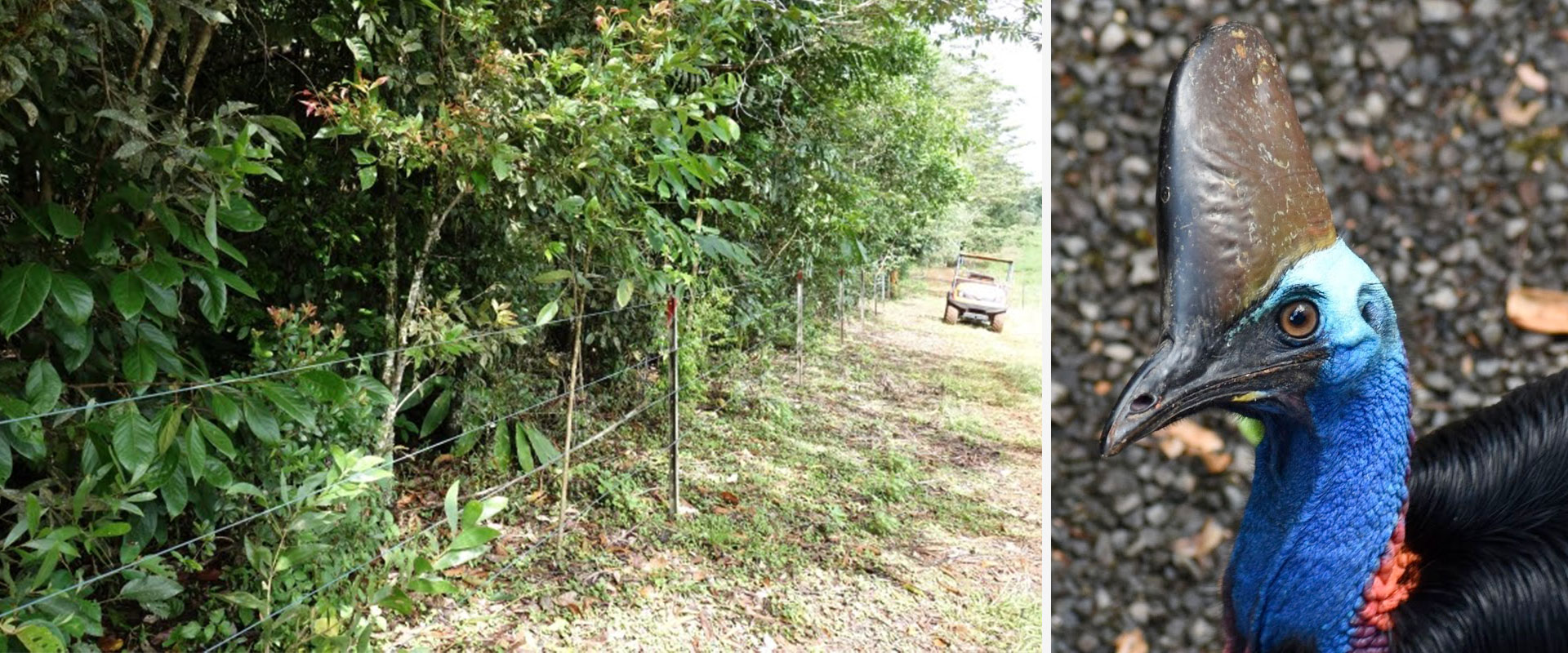 Cassowary friendly fencing installed at Wairambar Rainforest Refuge