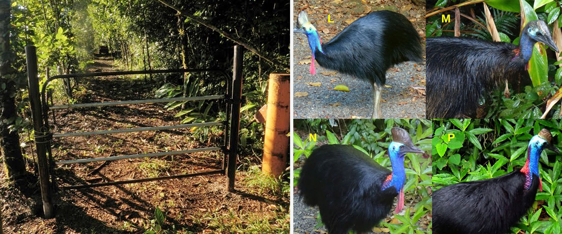 A cassowary gate allows birds to move through the rainforest without impediment. Four of the twenty three cassowaries seen at Wairambar Rainforest.