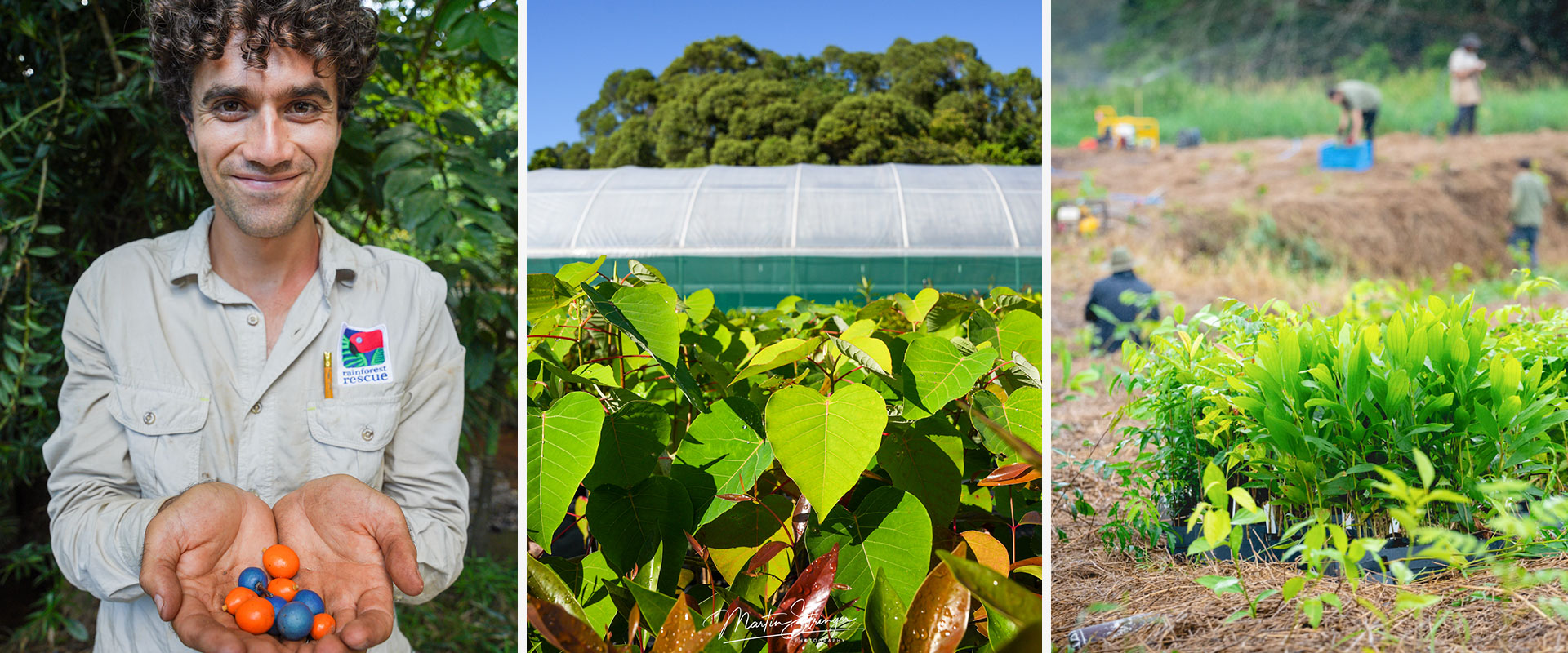From seed collecting to nursery propagation to tree planting. Rainforest Rescue's part of the green economy.