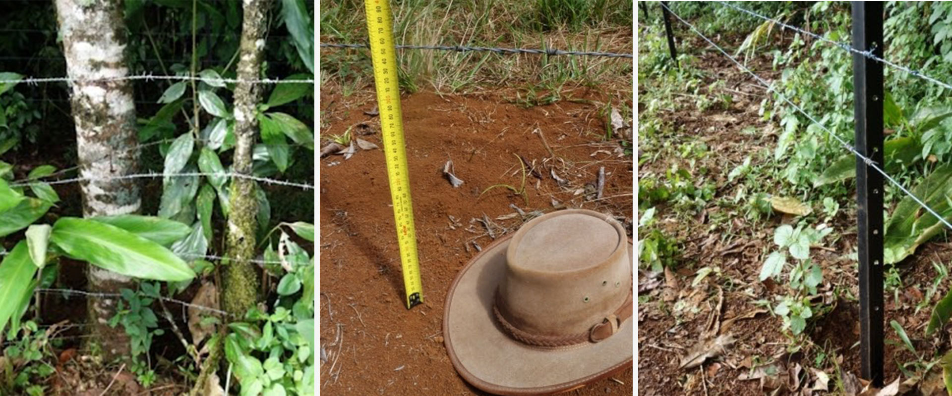 Old barbed wire fencing is removed and replaced with cassowary-friendly plain wire