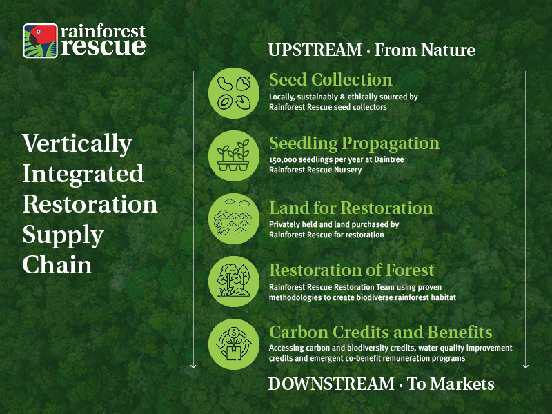 A diagram illustrating Rainforest Rescue's Vertically Integrated Restoration Supply Chain