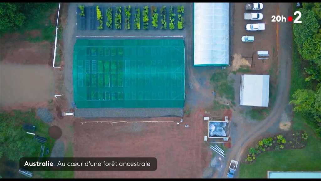 France 2 - 20h features Rainforest Rescue's Native Nursery