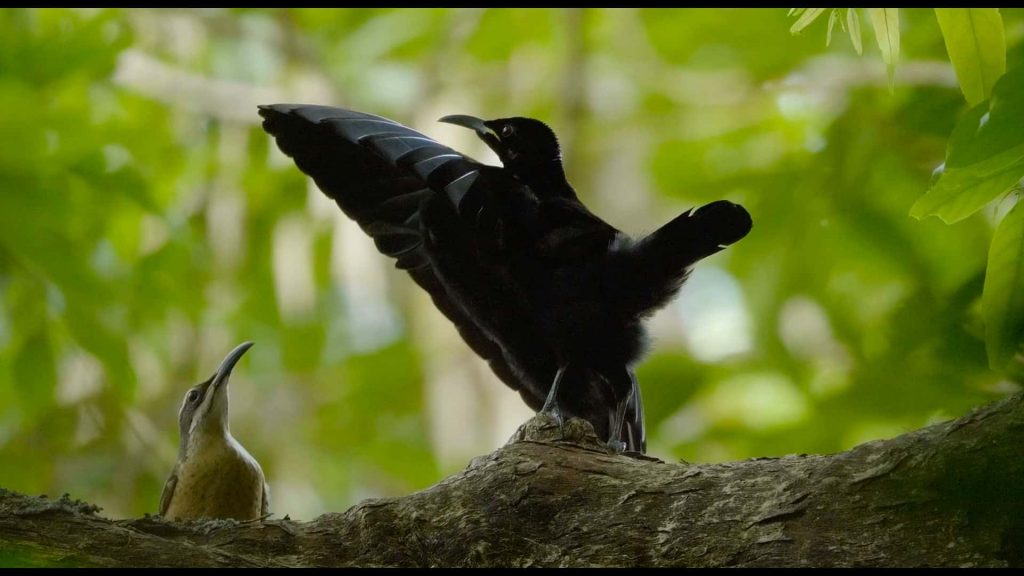 Saving Paradise - documenting the Daintree Rainforest