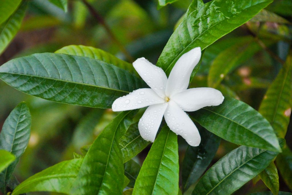 Forest Flora - Gardenia actinocarpa - © Allen Sheather (Wild Wings & Swampy Things)