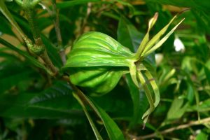 Gardenia actinocarpa fruit - © Allen Sheather (Wild Wings & Swampy Things)