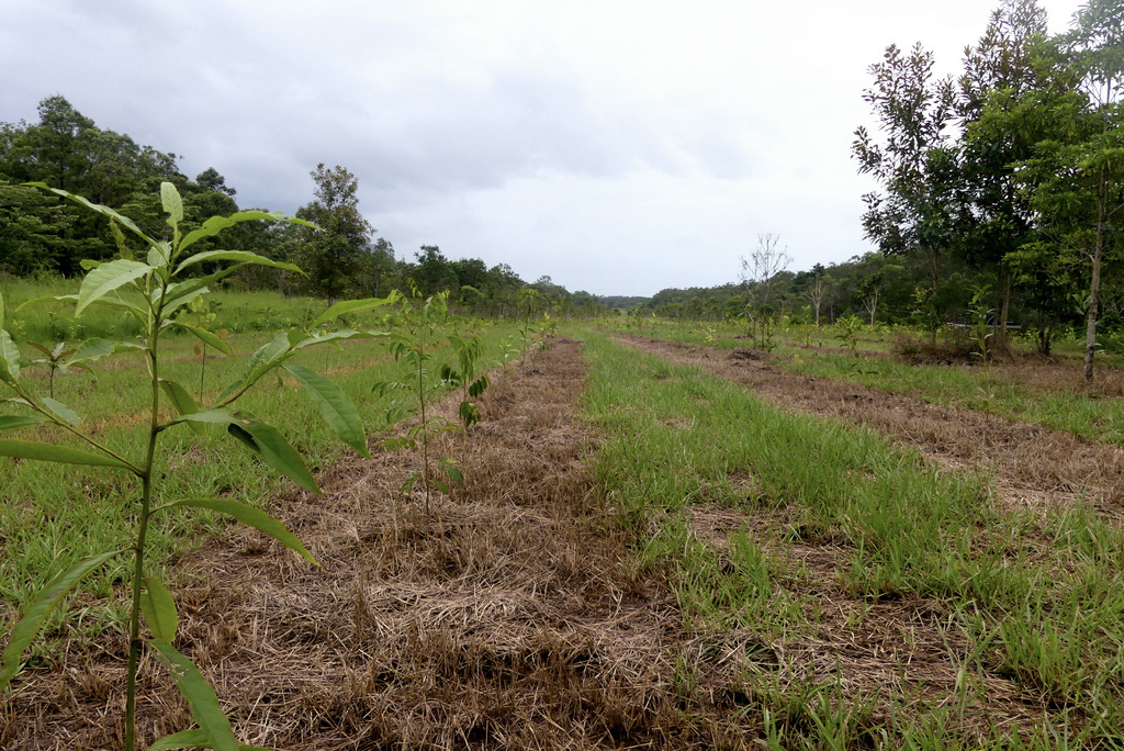 Trees planted with space in between, approach 1. 