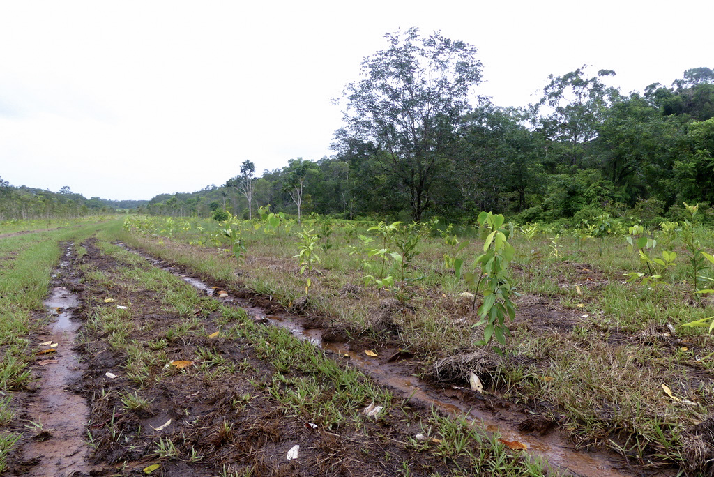 More tightly planted trees alongside a dirt road
