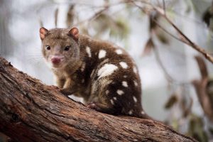 Spotted Tailed Quoll © Lucia Griggi