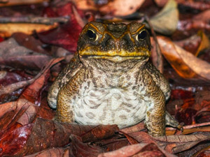 Pests in Paradise – tackling invasive species in the Daintree ...