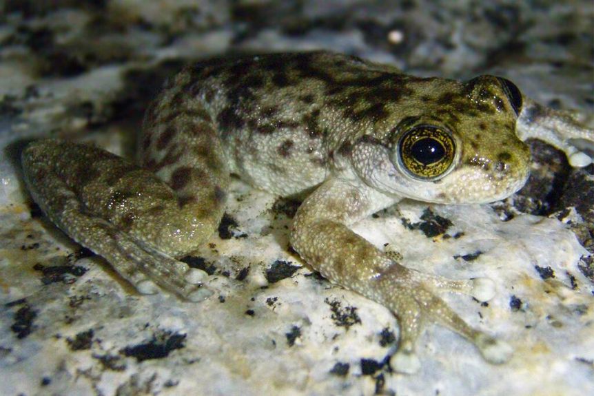 Little Waterfall Frog (Ranoida lorica) © R Best (QPWS)