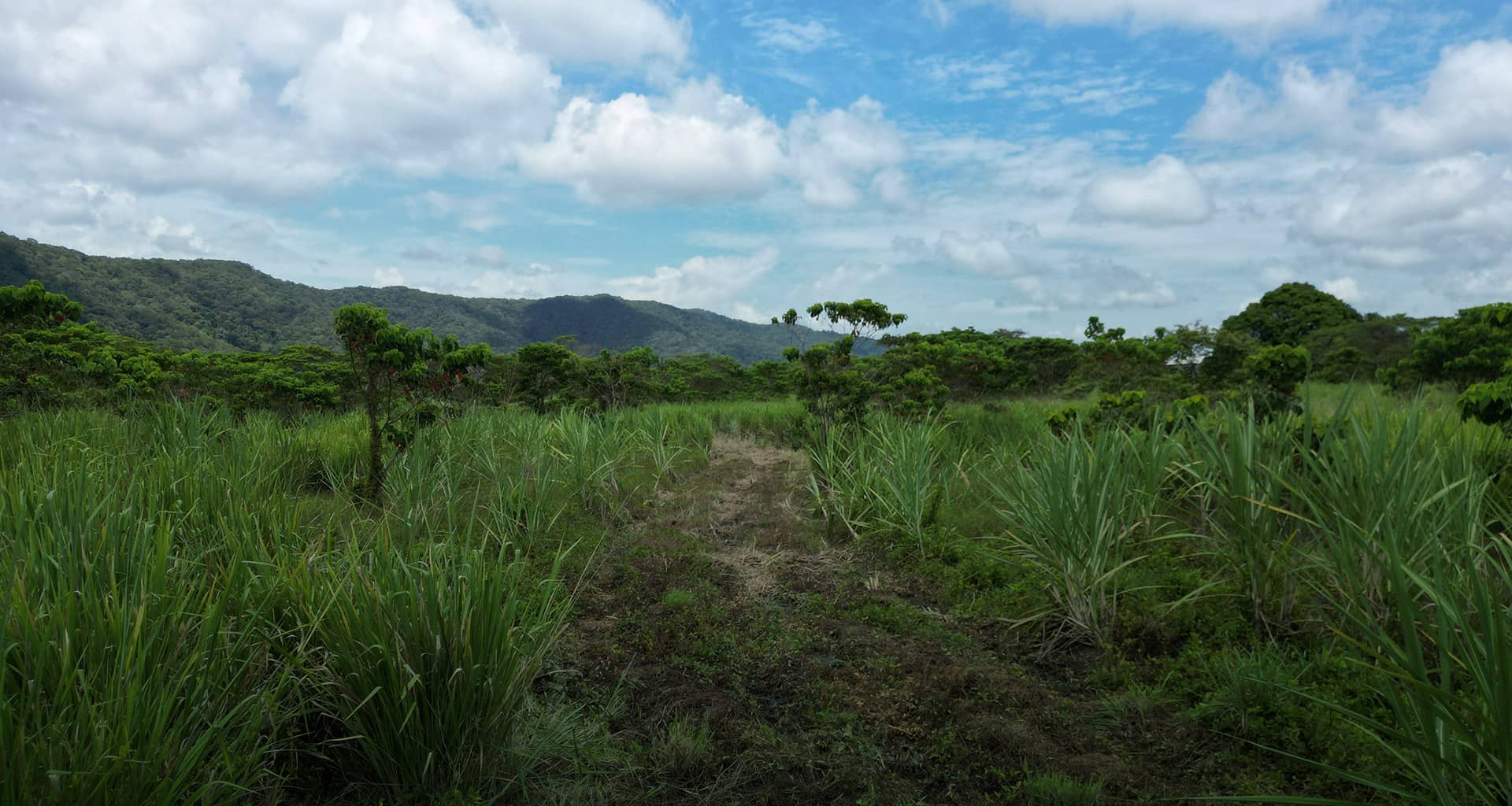red-tape-appeal-page-banner-canefield-min