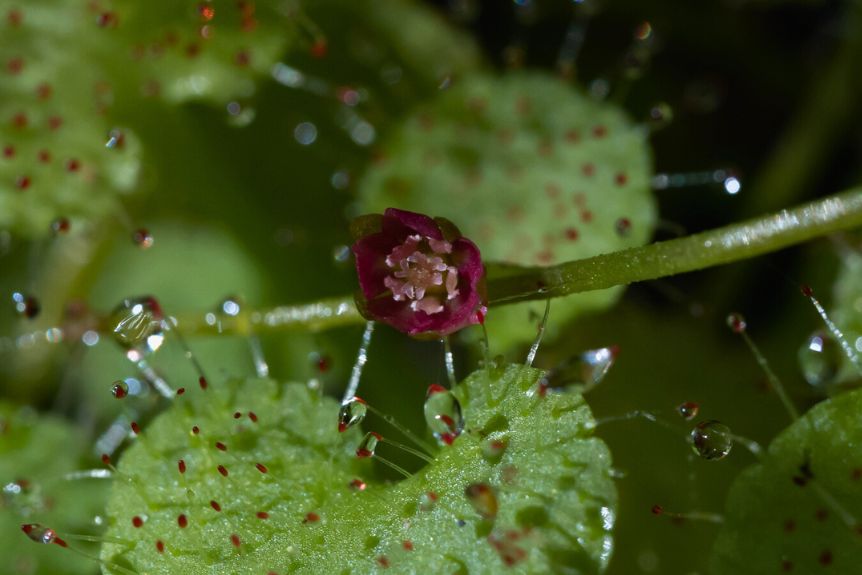 Trailing Sundew (Drosera prolifera) © Boaz Ng / Fierce Flora