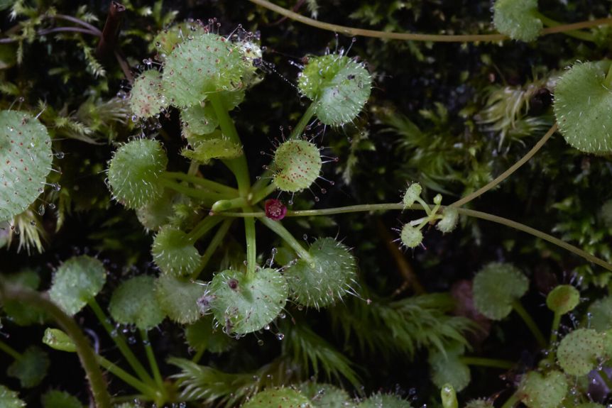 Trailing Sundew (Drosera prolifera) © Boaz Ng / Fierce Flora