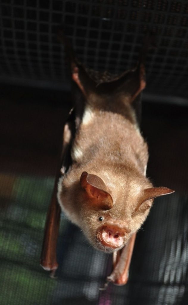Diadem Leaf-nosed Bat (Photo Credit Tolga Bat Hospital)