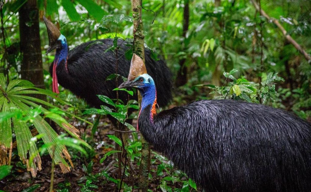 Cassowary © Martin Stringer