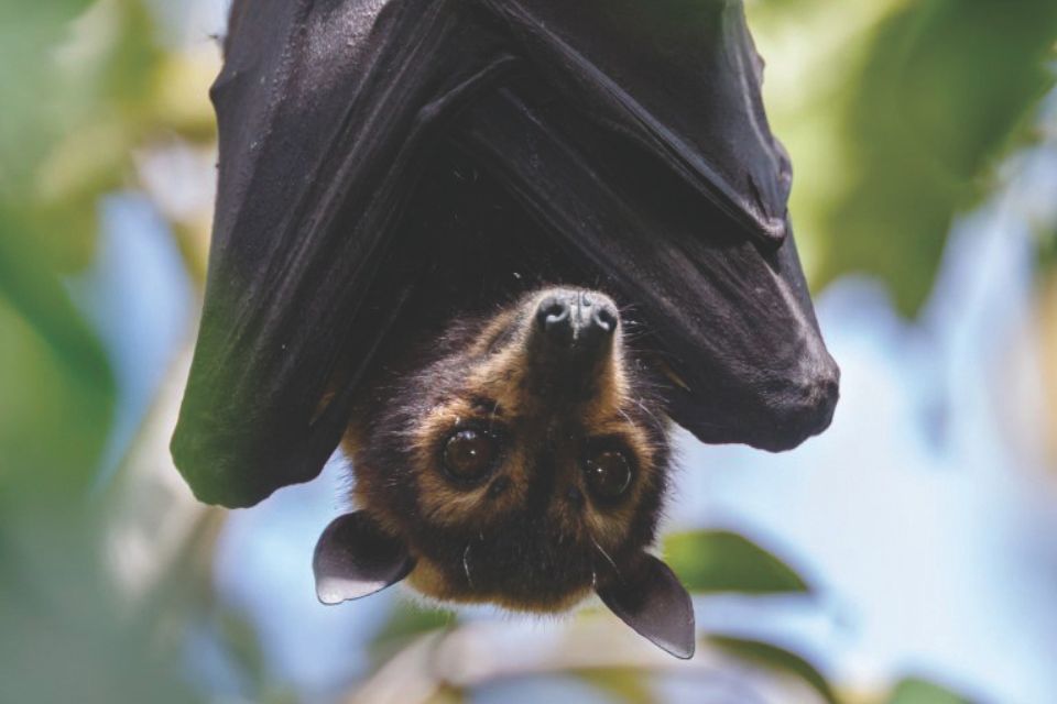 Spectacled flying fox (Pteropus conspicillatus) Credit Kazredracer (Flickr)