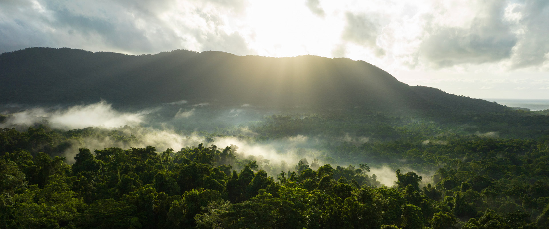 Climate Change And The Role Of Tropical Forests Rainforest Rescue 