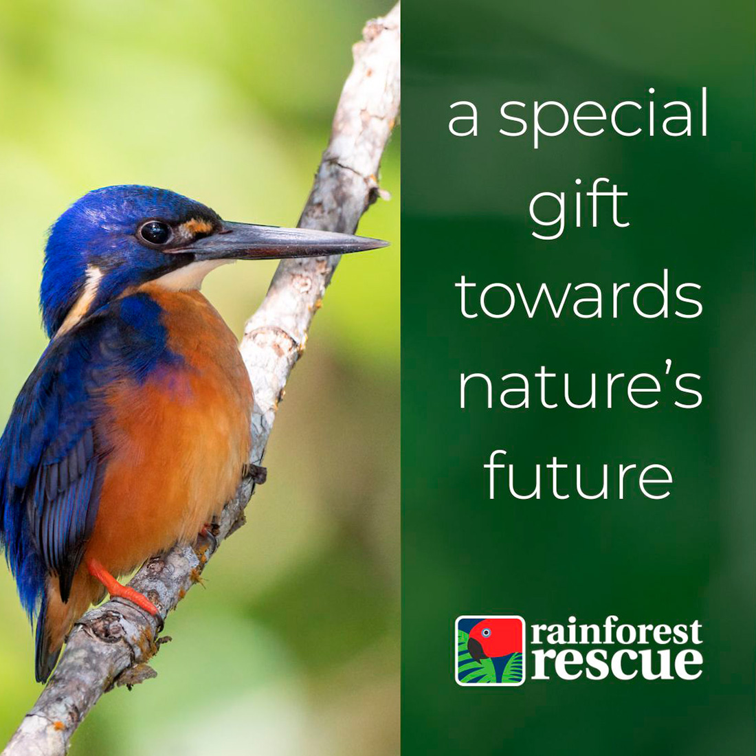 rainforest rescue oxbow ecard