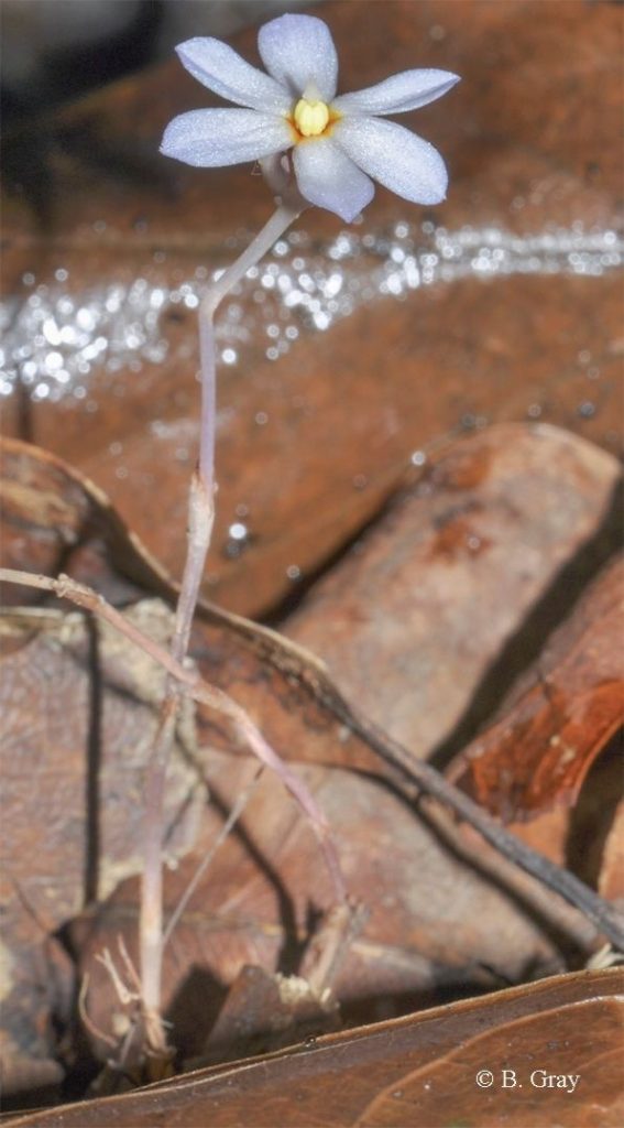 Geosiris australiensis - Credit B. Gray