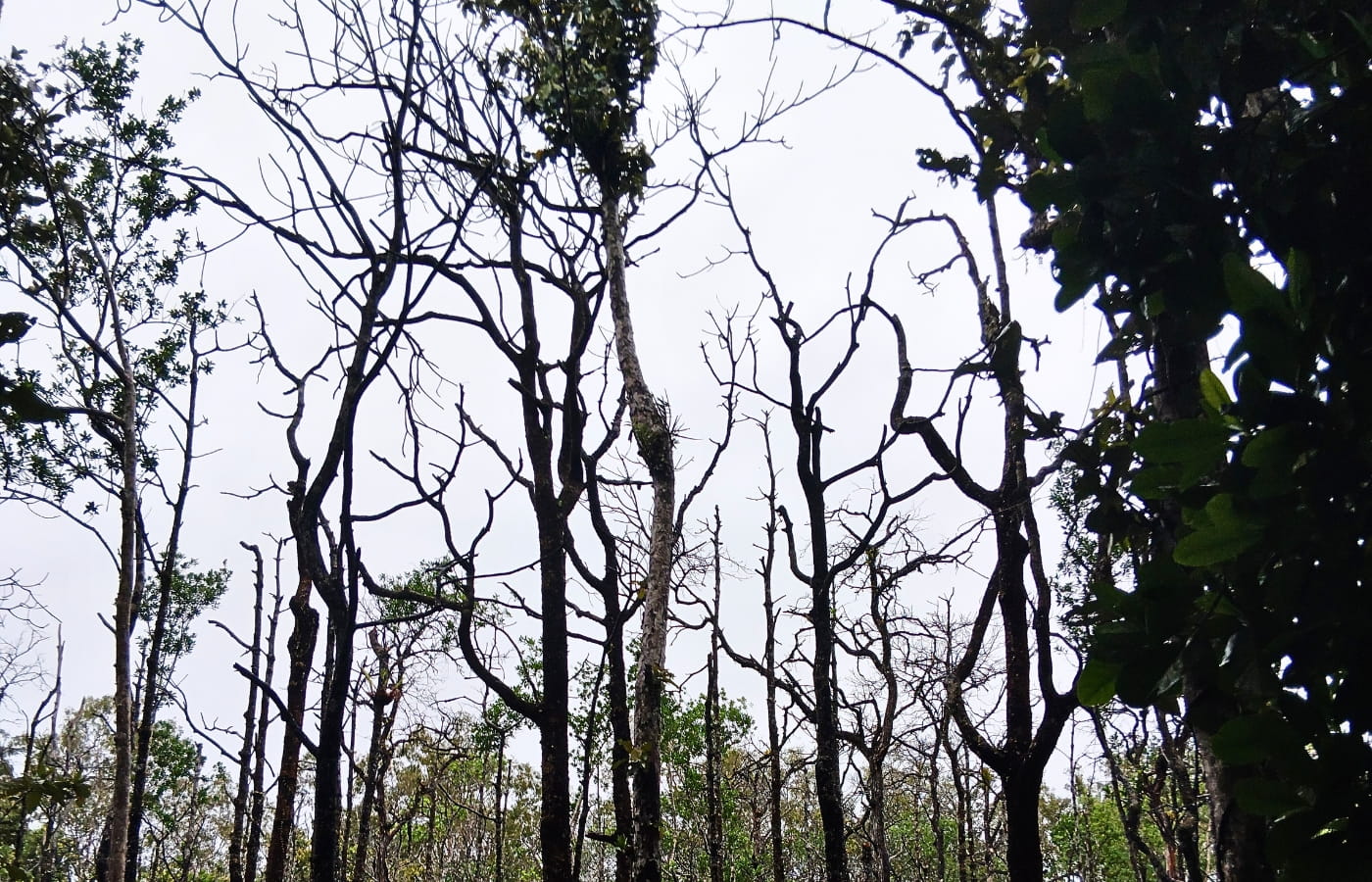 rainforest-rescue_daintree-oxbow_dead-mangroves rainforest-rescue_daintree-oxbow_dead-mangroves