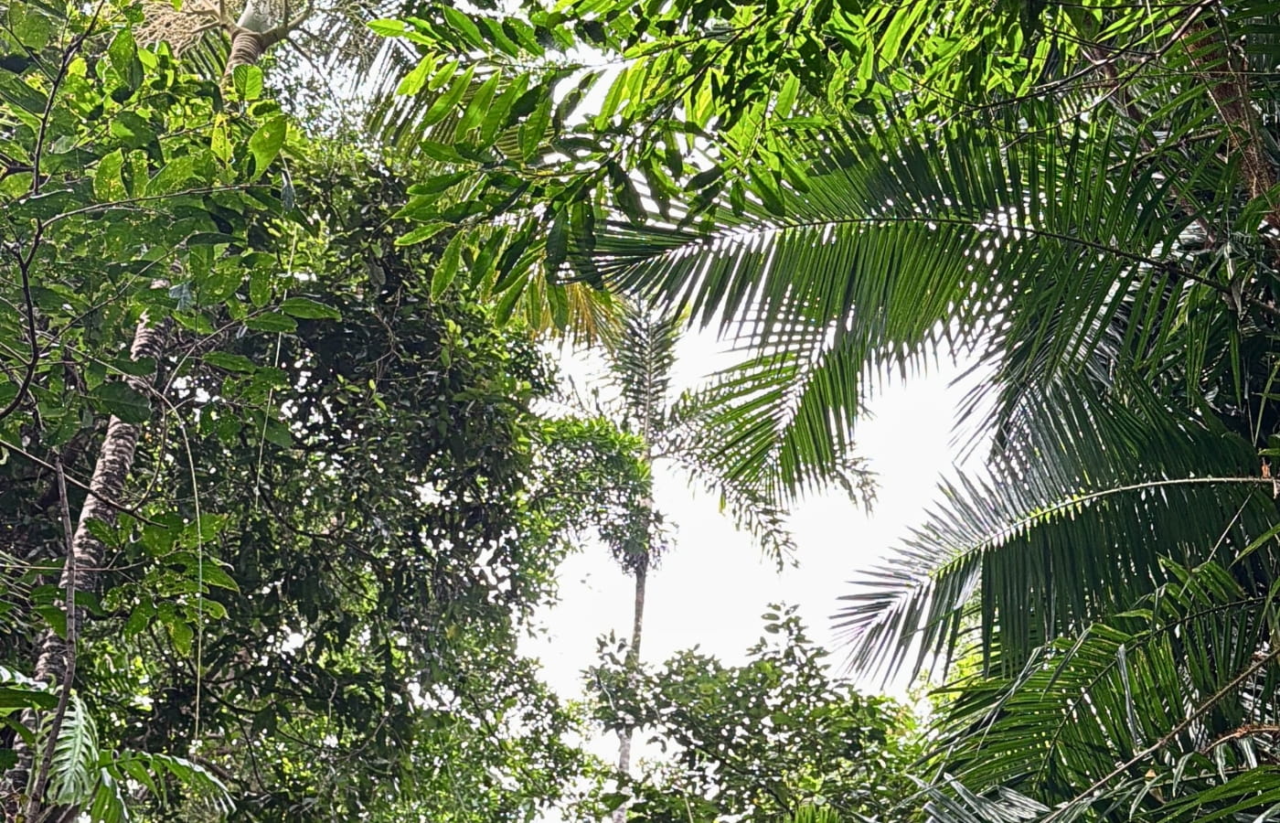 rainforest-rescue_daintree-oxbow_forest-canopy rainforest-rescue_daintree-oxbow_forest-canopy