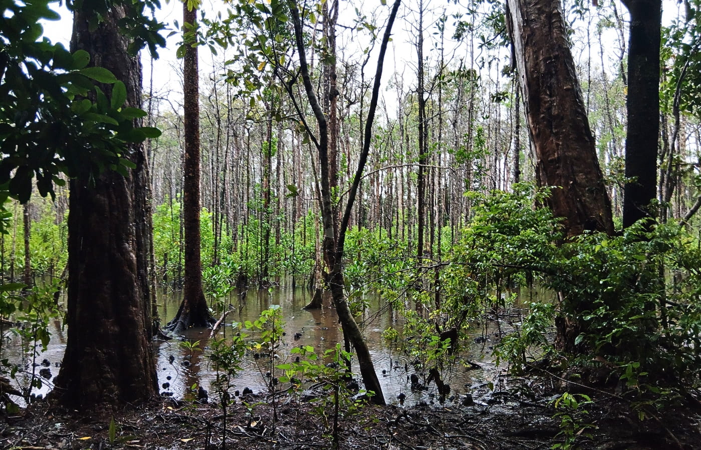 rainforest-rescue_daintree-oxbow_mangrove-forest rainforest-rescue_daintree-oxbow_mangrove-forest