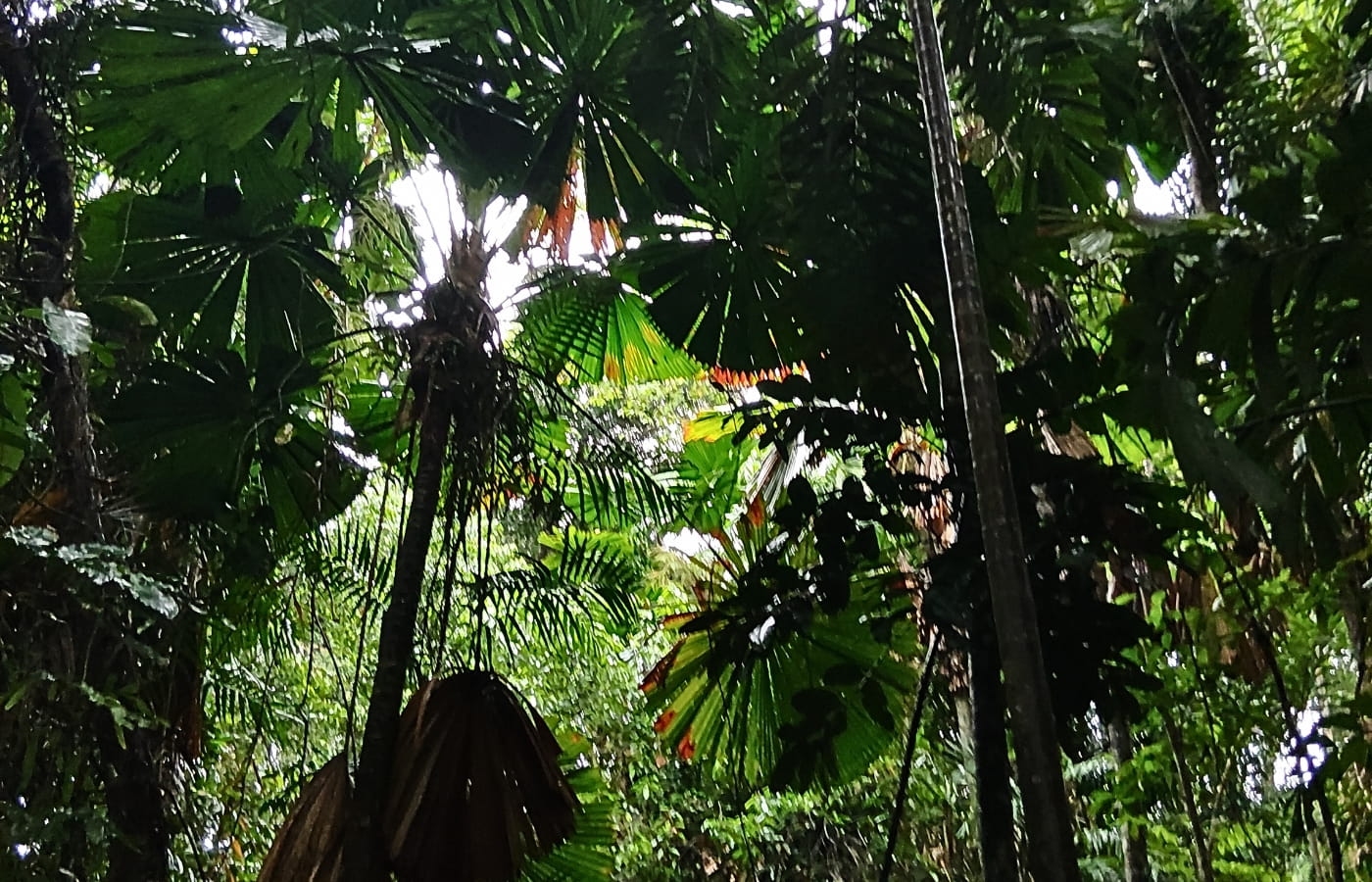 rainforest-rescue_daintree-oxbow_remnant-forest rainforest-rescue_daintree-oxbow_remnant-forest