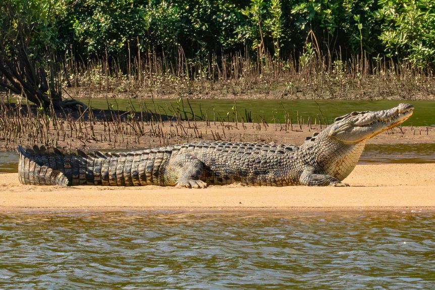Estuarine Crocodiles (Crocodylus porosus) - Credit David White Solar Whisper