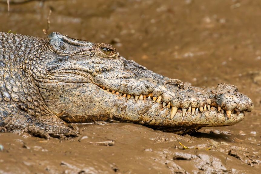 Estuarine Crocodiles (Crocodylus porosus) - Credit David White Solar Whisper
