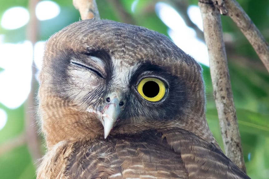 Rufous Owl (Ninox rufa) © Matt Cornish
