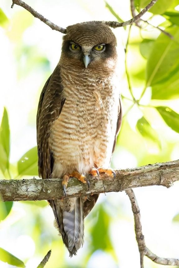 Rufous Owl (Ninox rufa) © Matt Cornish
