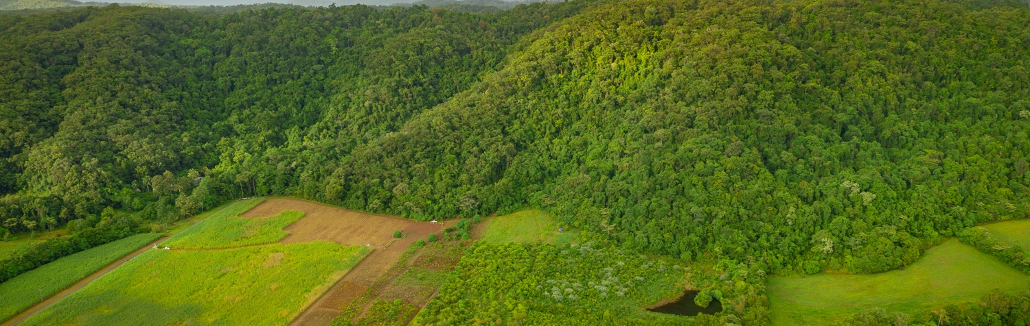 Tree planting in the Daintree Rainforest