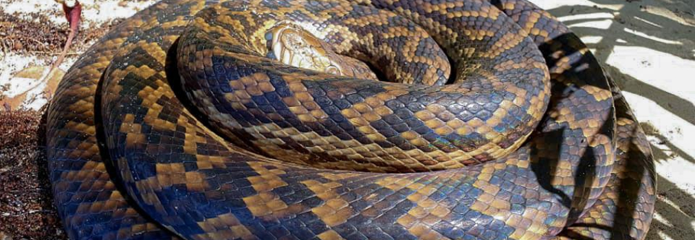 Australian Scrub Python - Rainforest Rescue