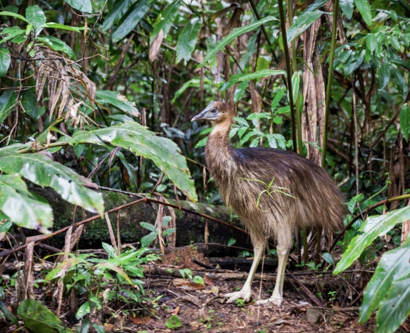 Cassowary Chick © Martin Stringer Photography