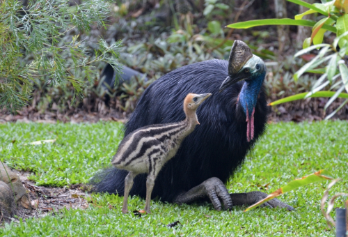 Cassowary with Chick © Robert Tidey