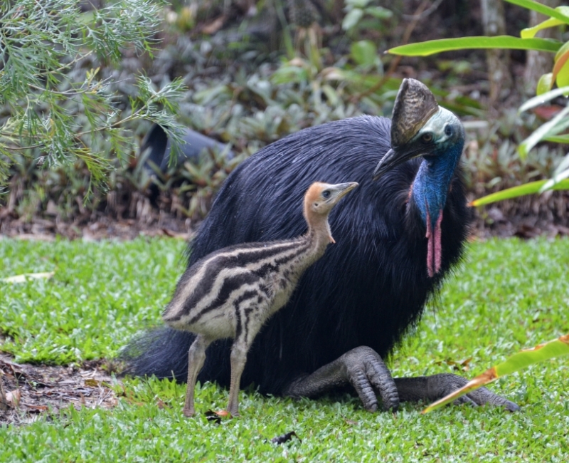 Cassowary with Chick © Robert Tidey Cassowary with Chick © Robert Tidey