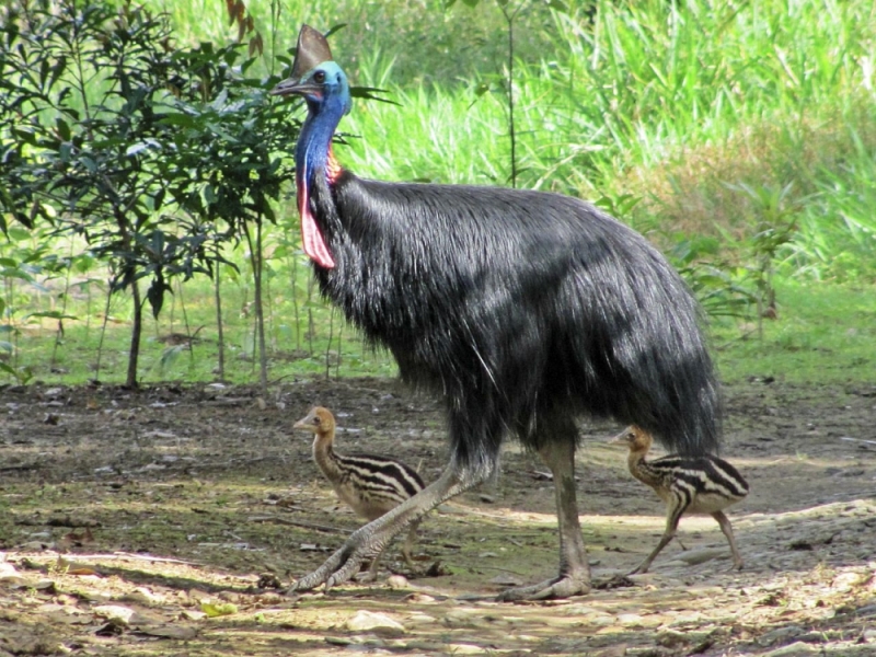Cassowary with two Chicks © Daintree Safaris