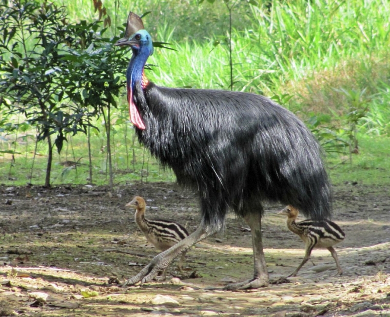 Cassowary with two Chicks © Daintree Safaris Cassowary with two Chicks © Daintree Safaris