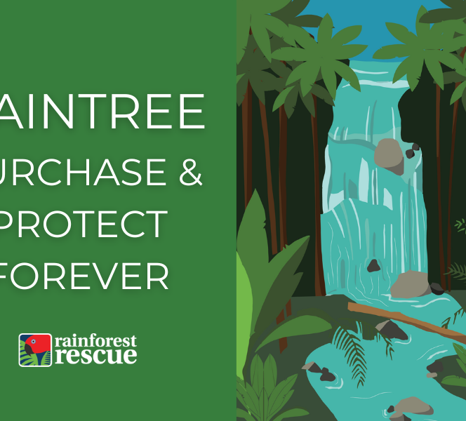Daintree - Protect Rainforests Forever - Rainforest Rescue