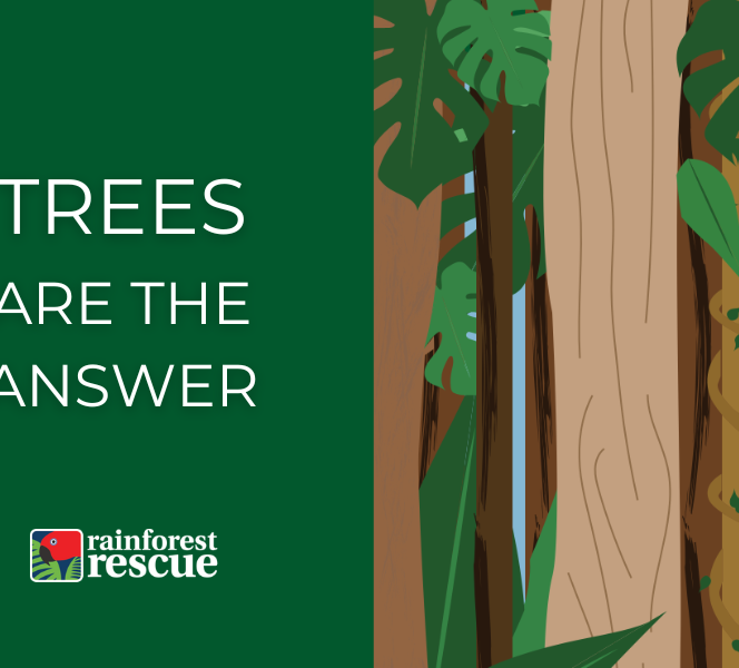 FAQs - Frequently Asked Questions - Rainforest Rescue