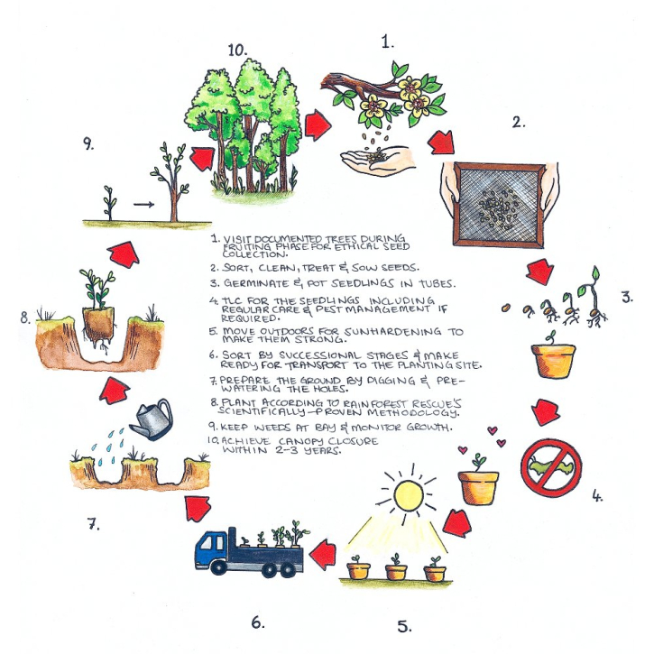 Plant a Rainforest Buy Back Infographic © Tamara Fogarty 2021