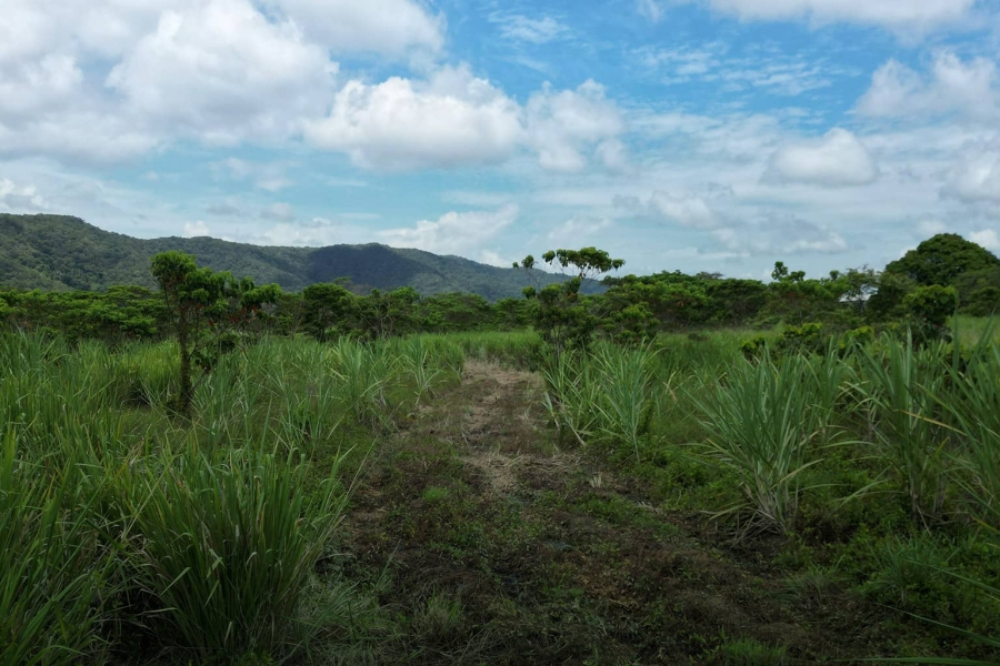 red-tape-appeal-page-banner-canefield-min