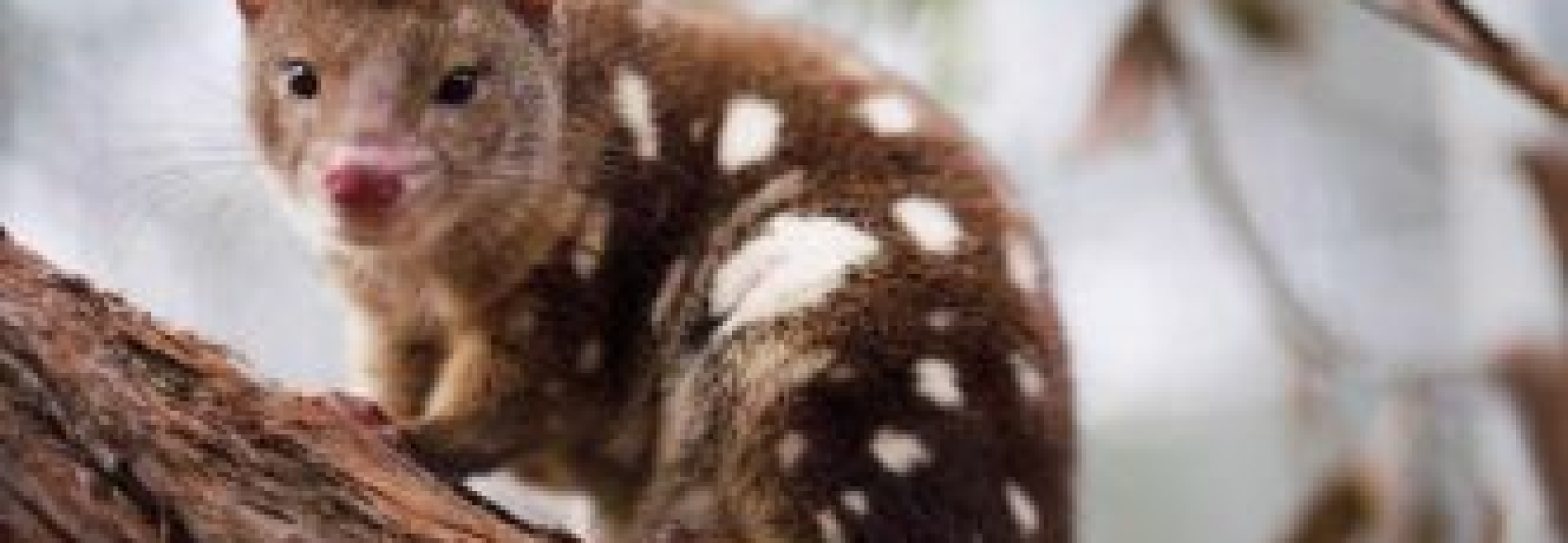quoll - Rainforest Rescue