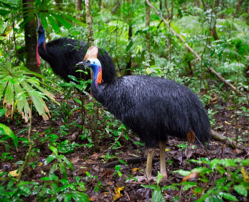 Southern Cassowaries © Martin Stringer Photography